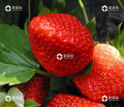 草莓定植后至保温前的管理技术是什么