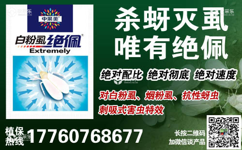 柑橘粉虱怎么治 粉虱防治用啥药