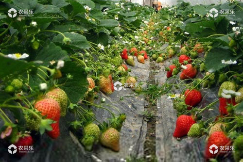 冬季大棚草莓防冻措施：远离草莓冻害