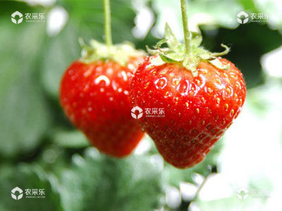草莓施肥的技术方法