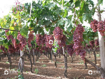 葡萄春季的种植管理技术