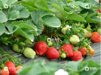 草莓采摘后应及时追肥