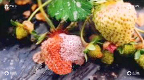 草莓疫霉果腐病的防治措施