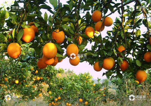 柑橘不用激素如何保花保果？