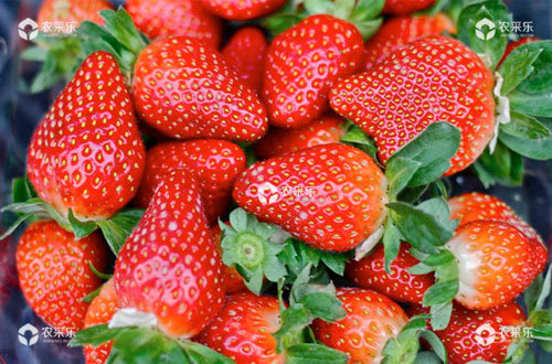 想要草莓甜，先要用对肥