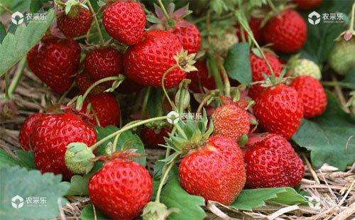 草莓如何预防僵果