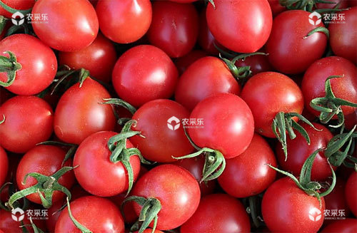 樱桃番茄品种有哪些，怎么种植