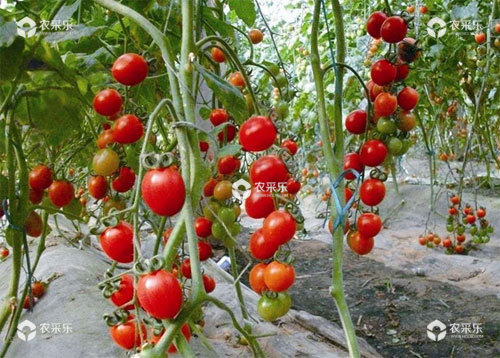 樱桃番茄品种有哪些，怎么种植