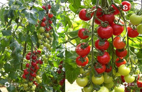 樱桃番茄什么时候种，樱桃番茄种植时间