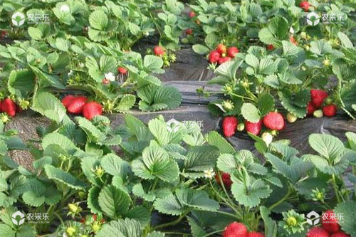 温室草莓病虫害发生与综防措施