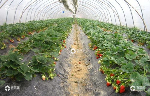 大棚草莓高产优质栽培技术