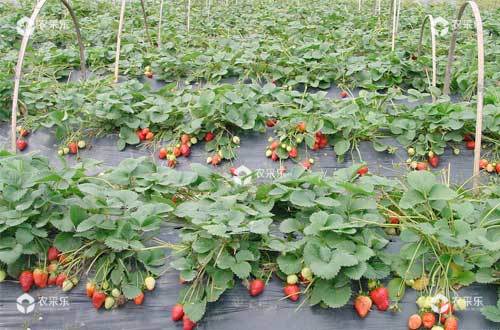 草莓越夏如何养殖？草莓越夏管理技术