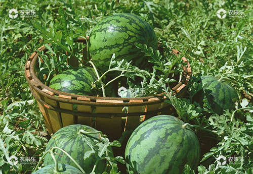 西瓜增产增甜需要平衡施肥