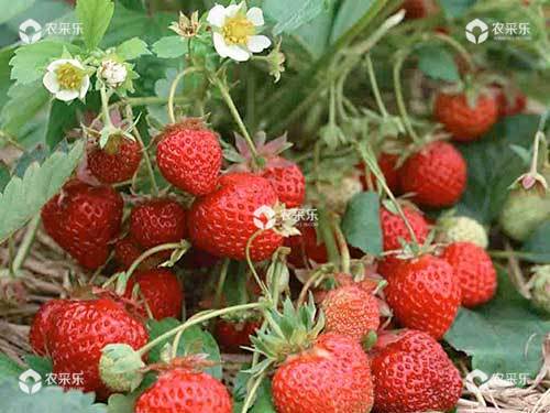 春末夏初草莓需肥特点及施肥技术