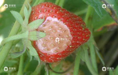 草莓皮腐病症状、发病规律和防治方法