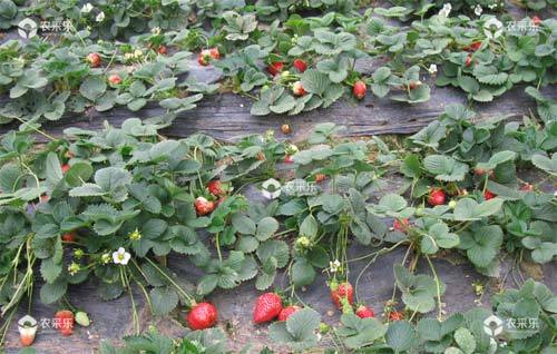 草莓丛枝病症状，草莓丛枝病防治方法