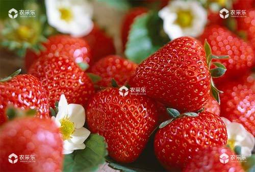 草莓品种有哪些，草莓如何选种