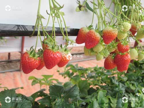 施用沼肥可助草莓增收增产