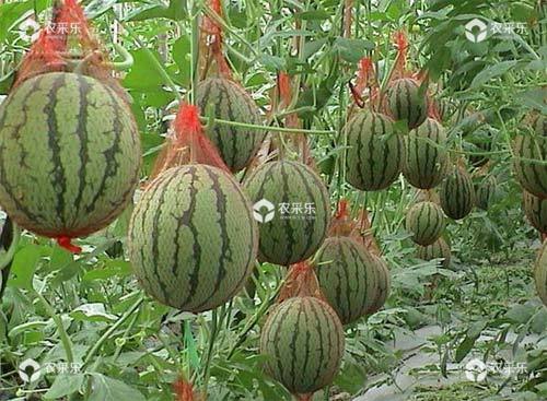 支架栽培西瓜的方法及管理措施