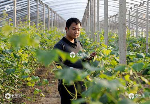 葡萄树什么时候施肥，葡萄树的施肥方法