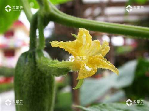 黄瓜种植增产五法