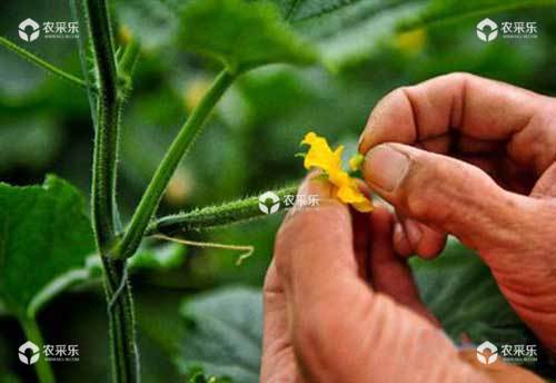 黄瓜种植增产五法