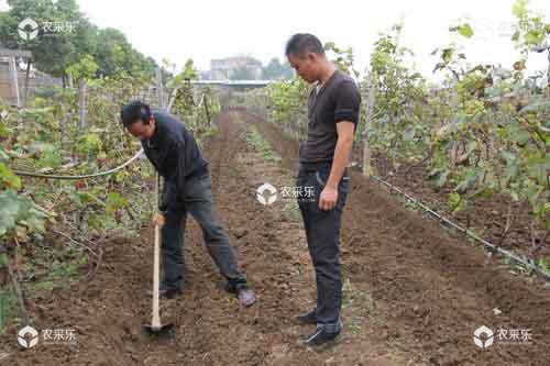 葡萄什么时候施肥，葡萄施肥技术