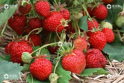 设施草莓病虫害绿色防控技术