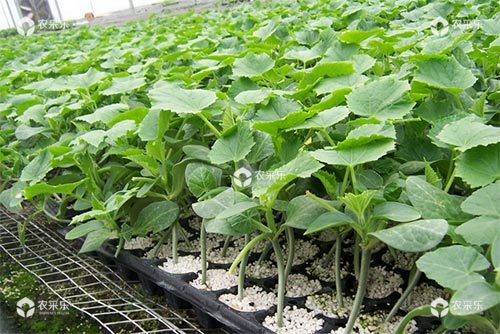 黄瓜育苗常出现的问题及其解决方法