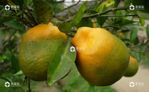 柑橘黄龙病的症状、病因与防控