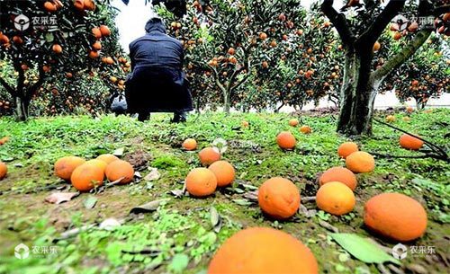 柑橘异常落叶的发生原因及保叶措施