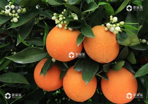 柑橘浮皮果的发生特点及其防治对策
