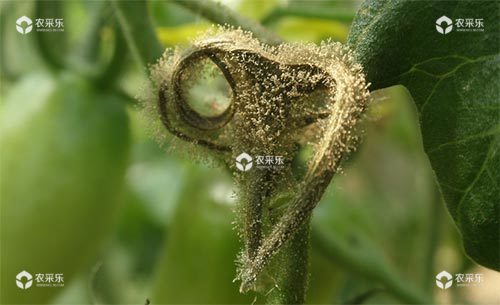 樱桃番茄灰霉病症状、发生规律及防治措施