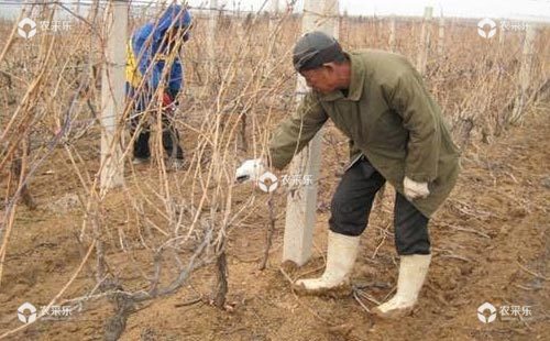 科学施肥严防明年葡萄产量品质下降