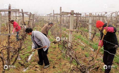 科学施肥严防明年葡萄产量品质下降