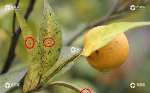 柑橘黄龙病危害严重，采果后要注意保叶！