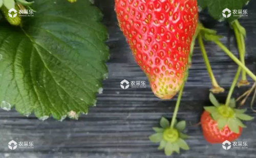 草莓青头花脸是什么原因？该如何防控？