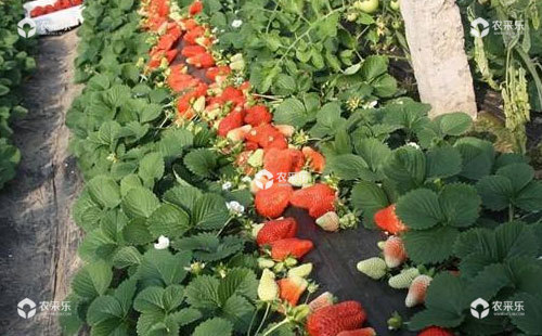 草莓需肥特点及其专用水溶肥特点和优势