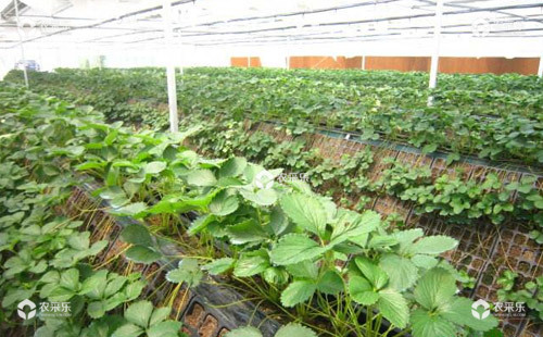 草莓育苗期病害绿色安全防控规程