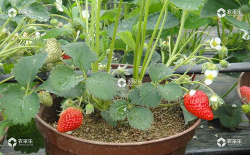 盆栽草莓的种植方法，盆栽草莓图片