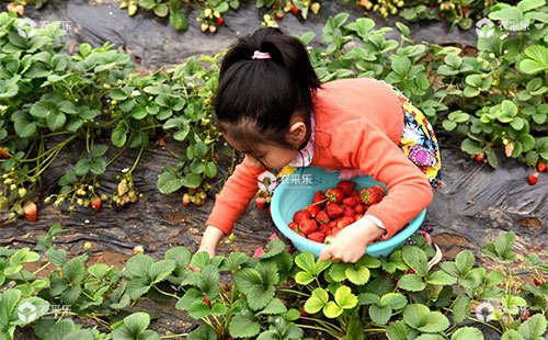 草莓什么时候成熟，什么时候能摘草莓