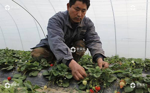 牛奶草莓的种植方法，你都知道哪些呢？