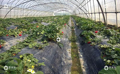 奶油草莓与草莓的区别，奶油草莓怎么种植