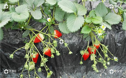 奶油草莓与草莓的区别，奶油草莓怎么种植