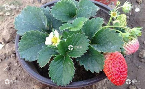 盆栽草莓用什么肥，盆栽草莓怎么施肥