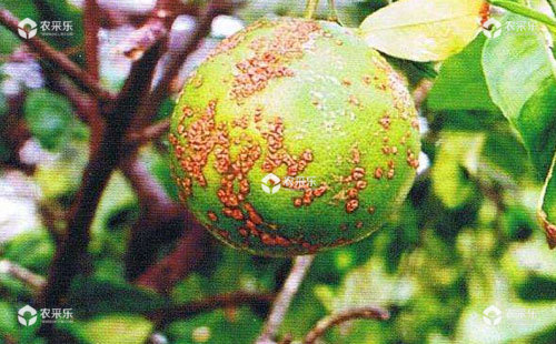 柑橘溃疡病如何防治，柑橘溃疡病用什么药