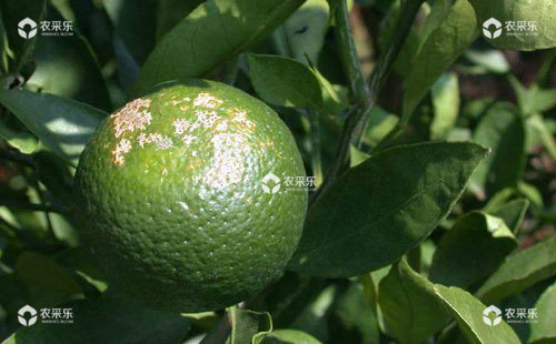 柑橘溃疡病如何防治，柑橘溃疡病用什么药