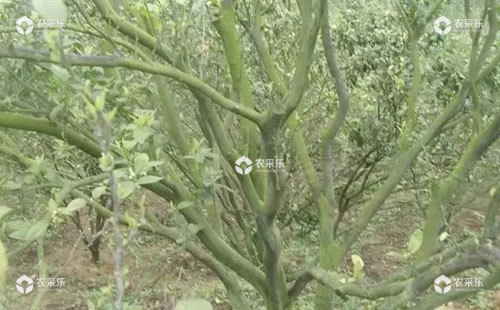 柑橘青苔病用什么药防治，柑橘青苔病的治疗