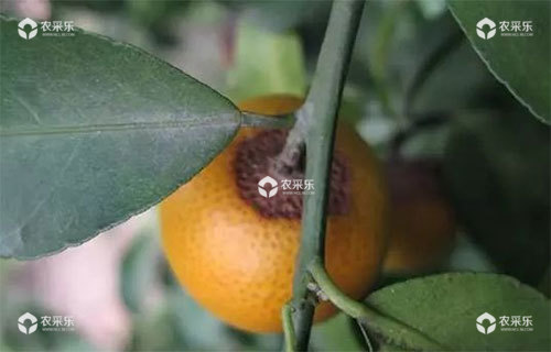 柑橘炭疽病用什么药，柑橘炭疽病防治方法