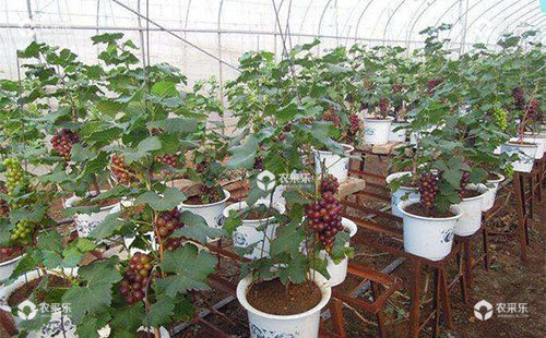 盆栽葡萄怎么种，盆栽葡萄栽培技术